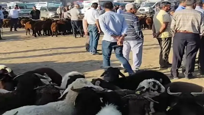 Ağrı'nın o ilçesinde hayvan pazarı yeniden açıldı, üreticiler nefes aldı