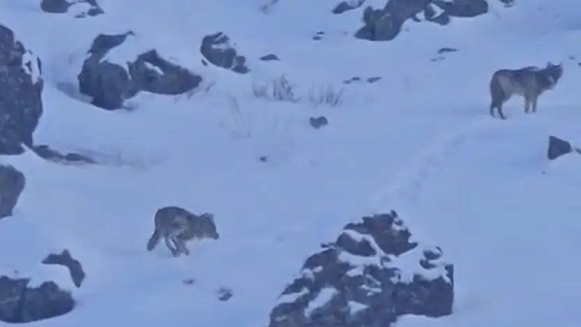 Ağrı–Van karayolunda kurtlar yola indi