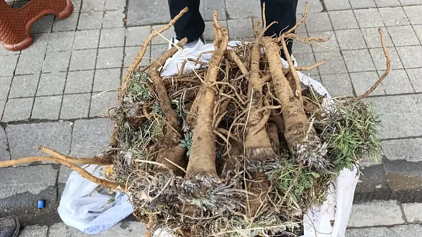 Aladağ'dan toplanan yabani havuç kökü Ağrı'da ilgi görüyor