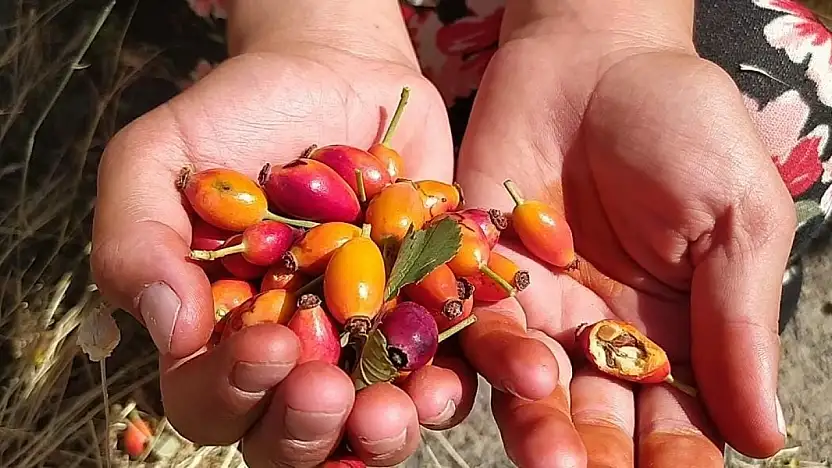 Dağlardan sofralara: Patnos'ta kuşburnu zamanı