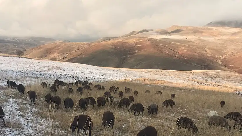 Dede Maksut Köyü'nde hayvanlar kış ayında otlanmaya devam ediyor