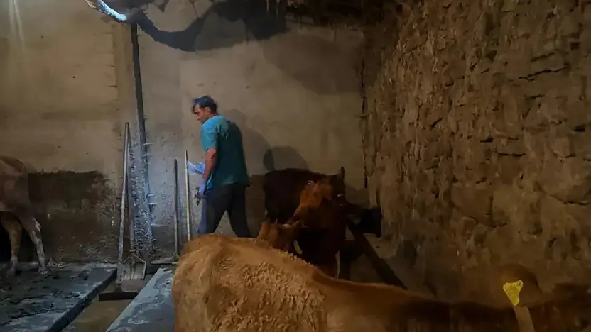 Diyadin'de hayvancılık için kritik hamle: Aşılama devam ediyor