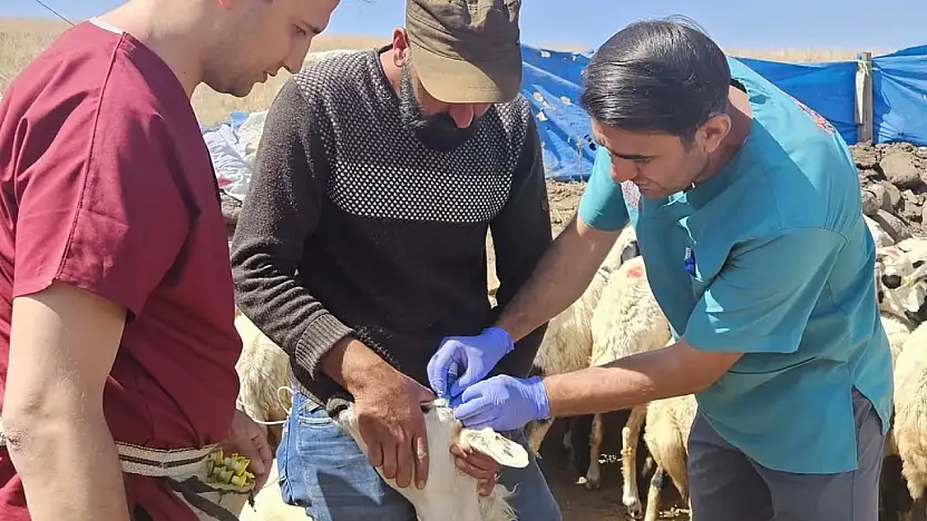 Diyadin'de hayvanların sağlık karnesi oluşturuluyor