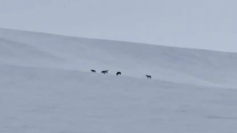 Diyadin'de kar altında kurt sürüsü kameralara yansıdı