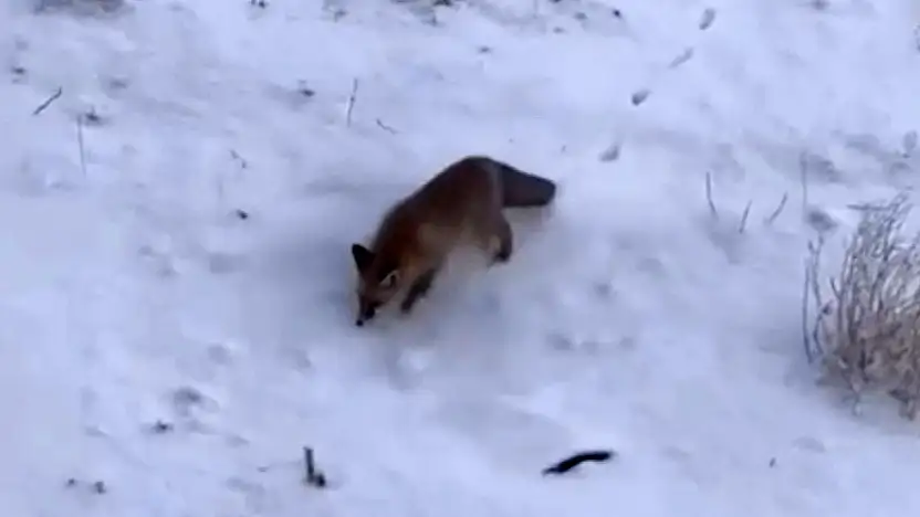 Diyadin'de karla kapanan doğa, aç kalan tilkileri şehre yönlendirdi