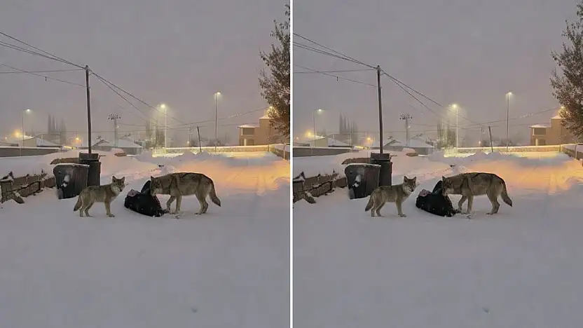 Diyadin'de karla kaplı sokakta kurtlar görüntülendi