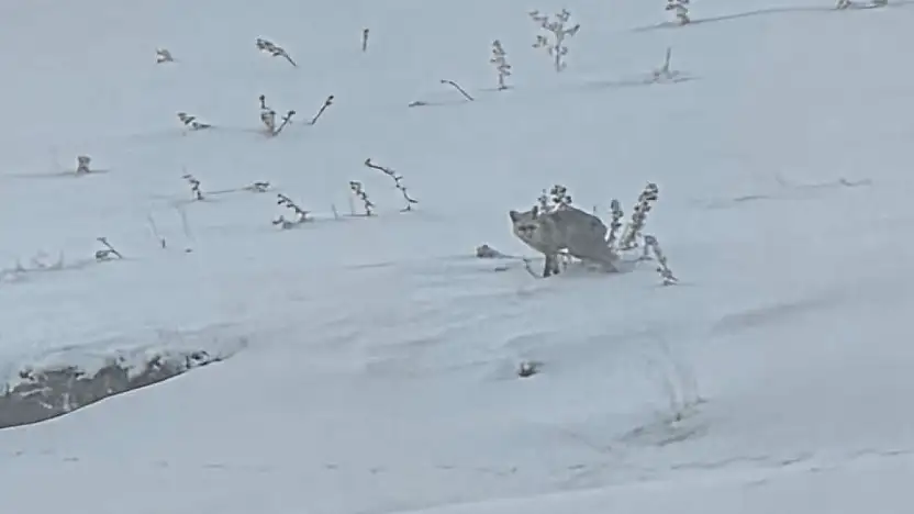 Diyadin'in karlı doğasında sessiz misafir