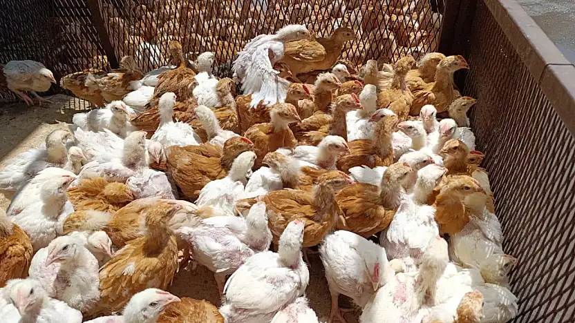 Diyarbakır'dan Ağrı'ya getirilen kazlar pazarı hareketlendirdi