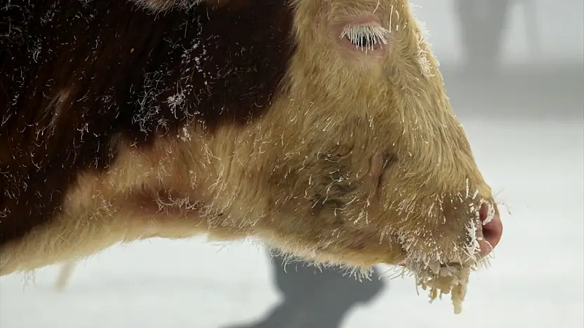 Doğu buz kesti: Ağrı merkezli 5 ilde yaşam eksiye düştü