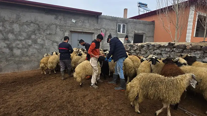 Doğubayazıt'ta küçükbaş hayvanlar kayıt altına alınıyor