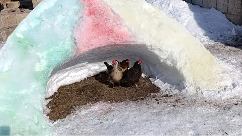 Dondurucu soğukta kar tünelleri hayvanlara sığınak oldu