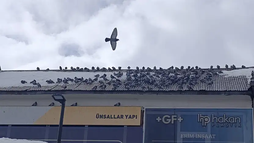 Eski Van Caddesi'nde karlar eridi, güvercinler yeniden görüldü
