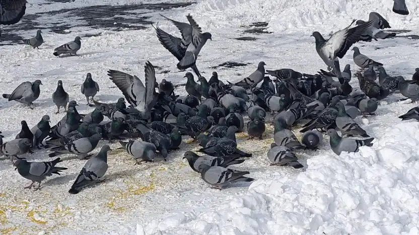 Karlı sabahın sessiz misafirleri esnafı bekledi