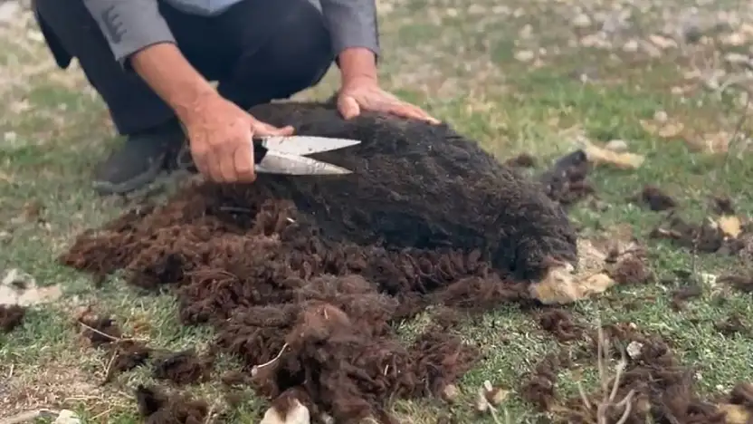 Makine yerine el makası: Diyadin'de eski usul koyun kırkımı