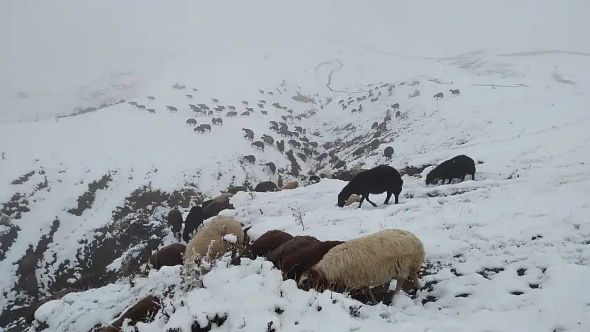 Özveren Köyü'nde hayvancılar karla kaplanan arazide sabah mesaisine çıktı