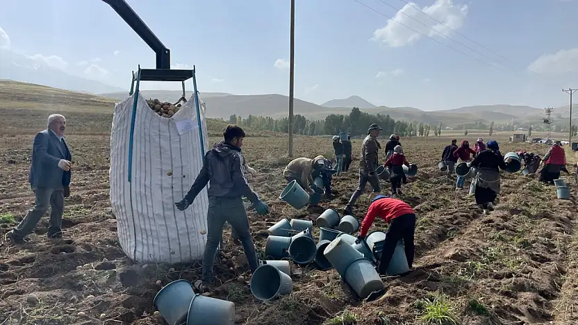 Patnos'ta 450 dönümden 1.500 ton patates bekleniyor
