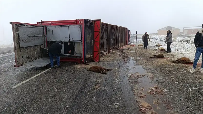 Patnos'ta hayvan yüklü tır kontrolden çıktı