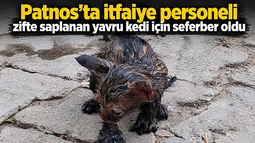 Patnos'ta itfaiye personeli zifte saplanan yavru kedi için seferber oldu