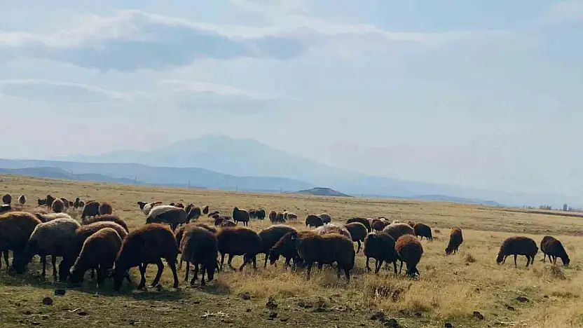 Patnos'ta kar gelmedi, meralar açık kaldı