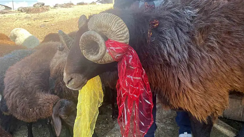 Patnos'ta koç katımı şenliğiyle köy meydanı renklendi