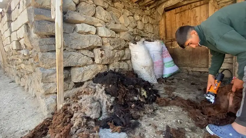 Patnos'ta koyunlarda kırkım mesaisi başladı