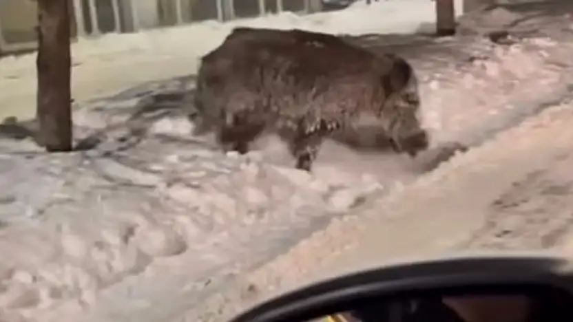 Patnos'ta yaban domuzları caddeye indi