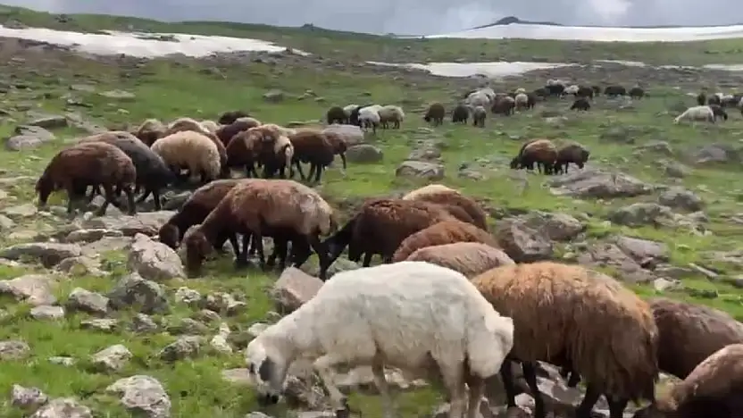Patnos'ta yaz ortasında kış sürprizi: Çakırbey Yaylası'nda kar hâlâ erimedi