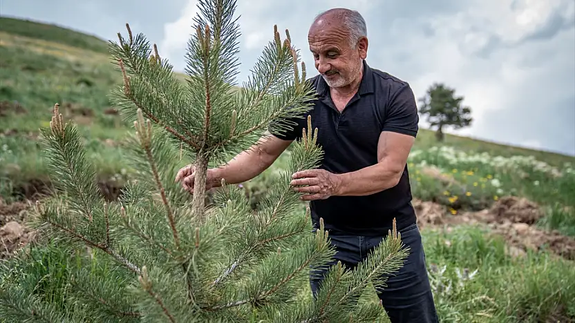 Şehit annesinin son isteği yerine getirildi: 1000 fidan dikildi
