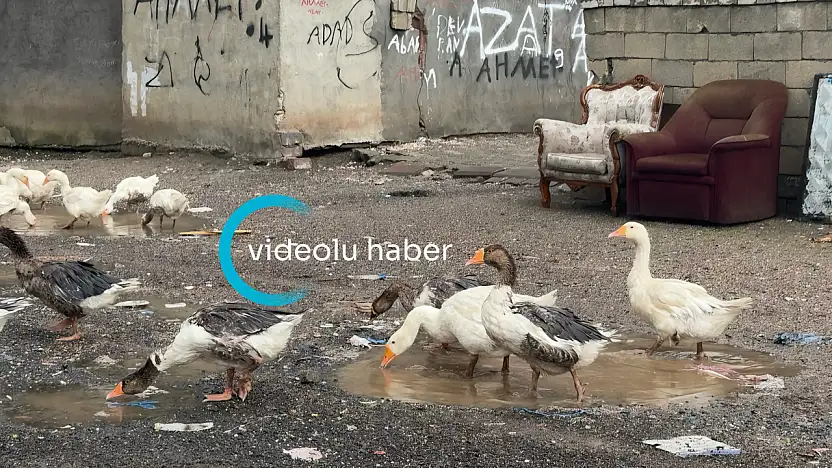 Temmuz yağmuru Ağrı'ya serinlik getirdi