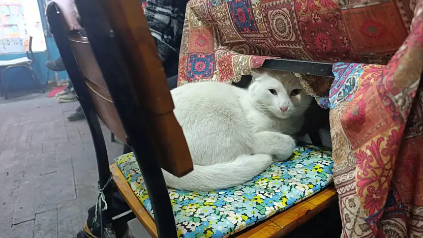 Van Kedisi Boncuk, Ağrı'daki kahvehaneye renk katıyor