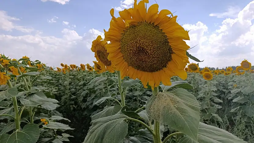 Yaz aylarında Ağrı'nın tarlaları sarı renge büründü